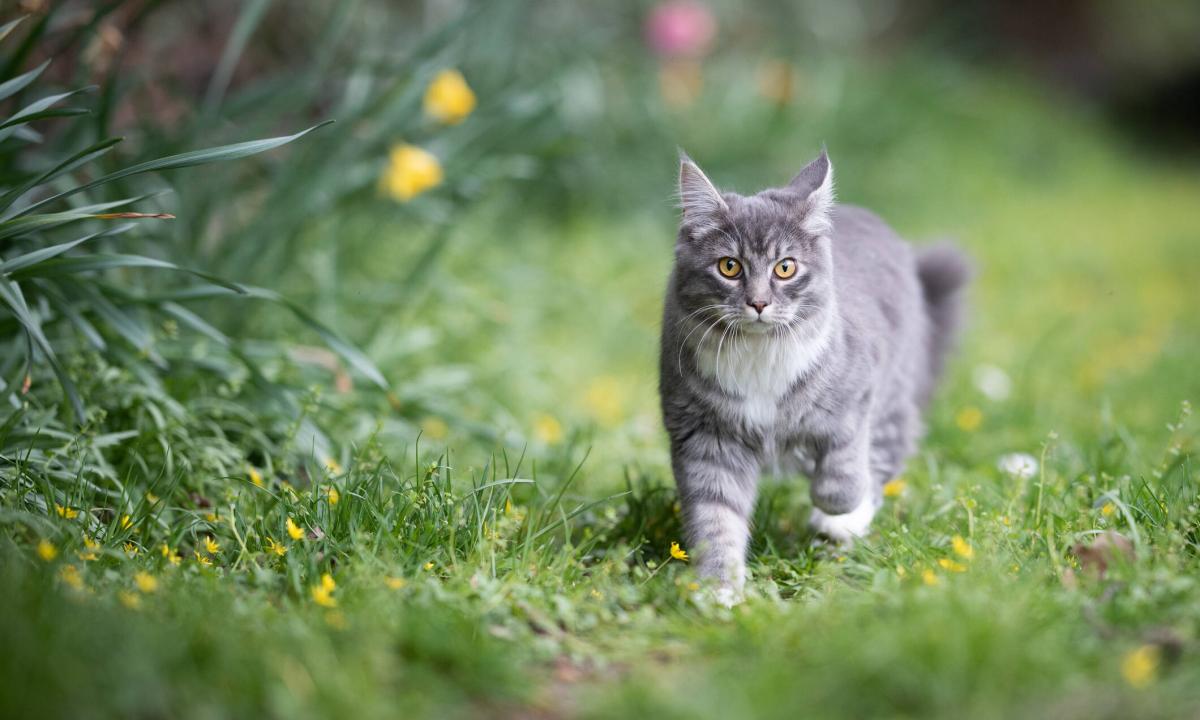 Cómo Evitar que tu Gato se Escape: Consejos para Proteger a tu Mascota