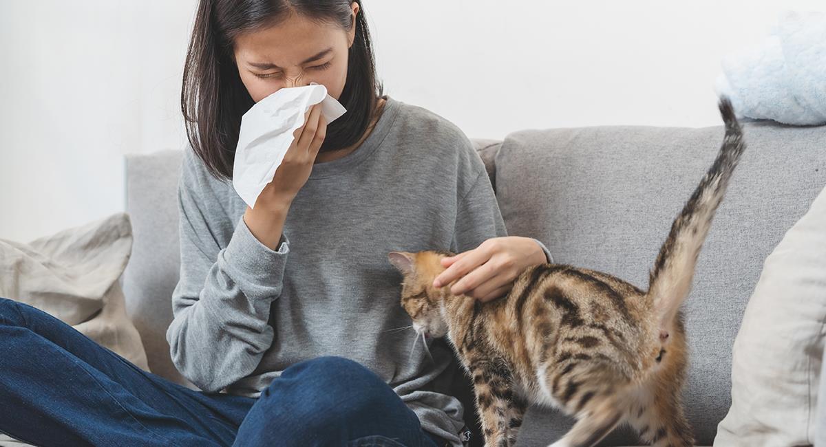 Convivir con Gatos y Prevenir Alergias: Consejos y Síntomas Clave