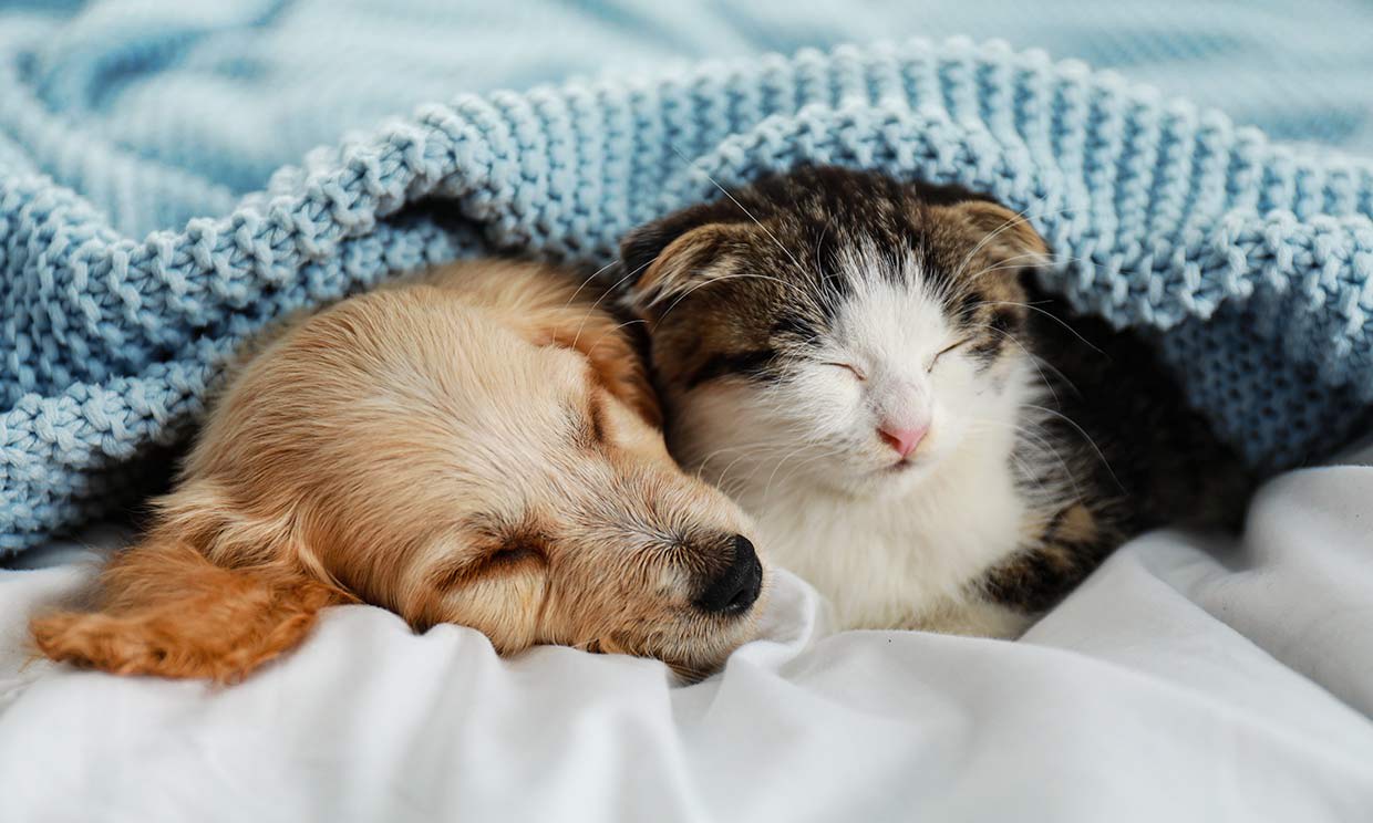 El sueño de perros y gatos: cómo su distinta forma de dormir diferencia su  inteligencia