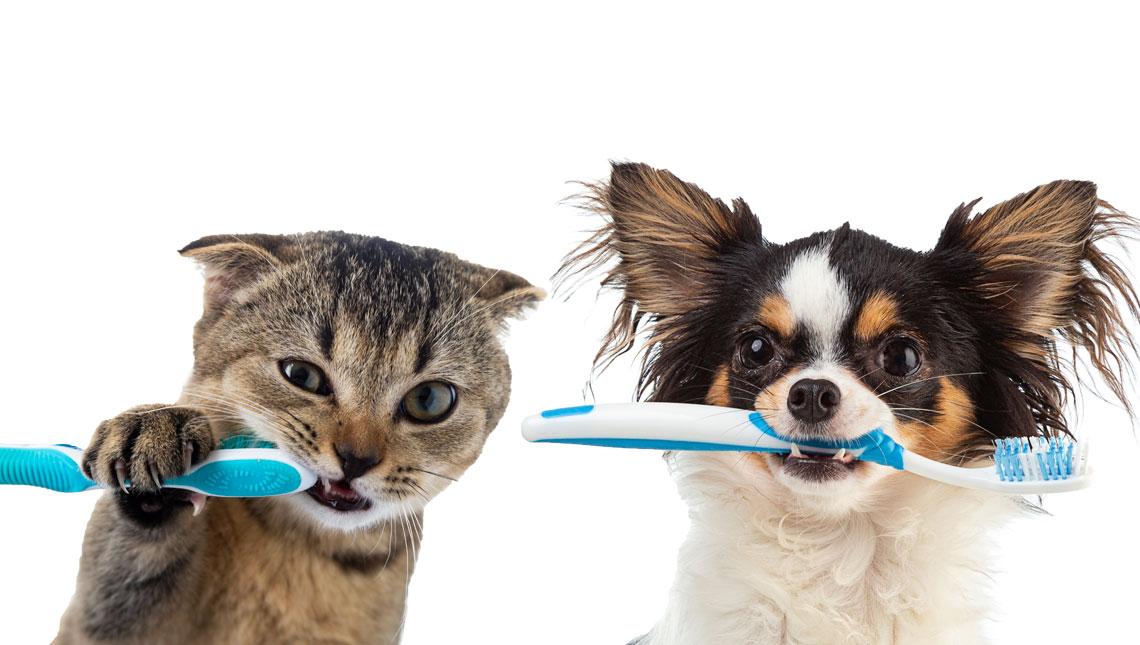 Cuidado Dental en Perros y Gatos