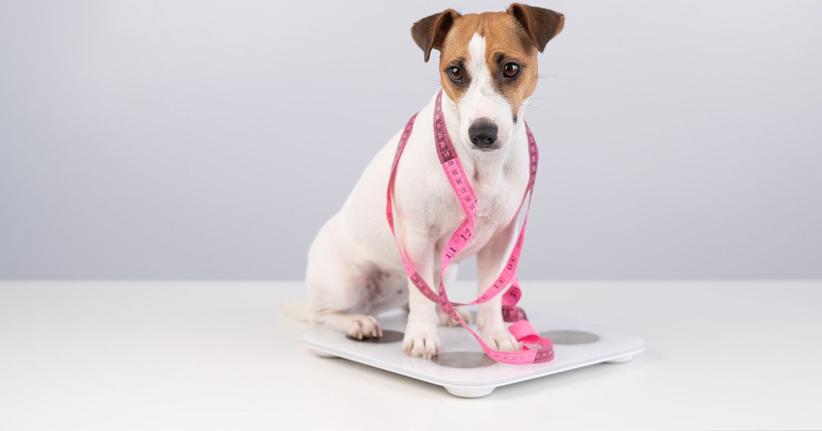 Prevención de Obesidad en Mascotas: Consejos para un Peso Saludable y Vitalidad Duradera