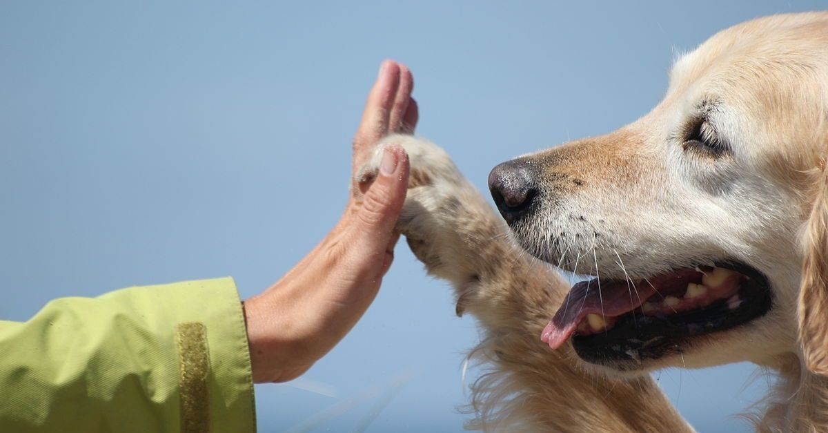 Terapia Asistida por Animales: Descubriendo los Beneficios Terapéuticos de la Interacción con Animales